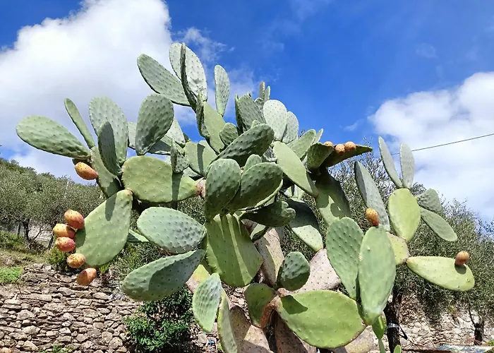 Le Drupe Hébergement de vacances Chiavari