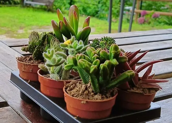 Σπίτι διακοπών Le Drupe Chiavari